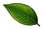 Image Four